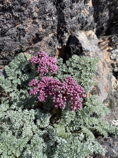 Lomatium minus, photographed by Matt Berger