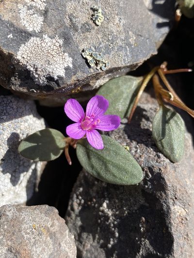 Claytonia umbellata, photographed by Matt Berger