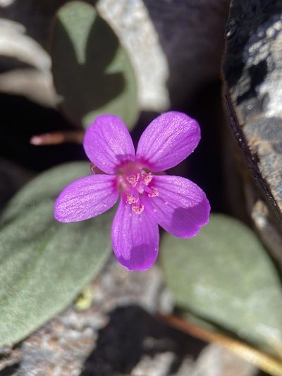 Claytonia umbellata, photographed by Matt Berger