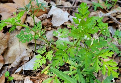 Chaerophyllum procumbens, photographed by Whitney Mattila