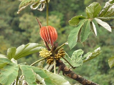 Cecropia angustifolia, photographed by Luis G Restrepo