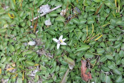 Lobelia oligophylla, photographed by Romi Galeota Lencina