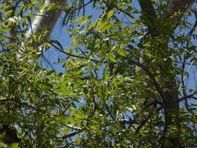 Juglans major, photographed by Brian White