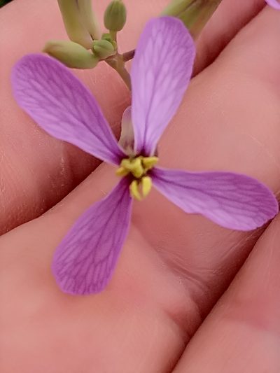 Moricandia suffruticosa, photographed by Karim Haddad
