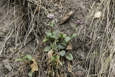 Valeriana arizonica, photographed by Craig Martin
