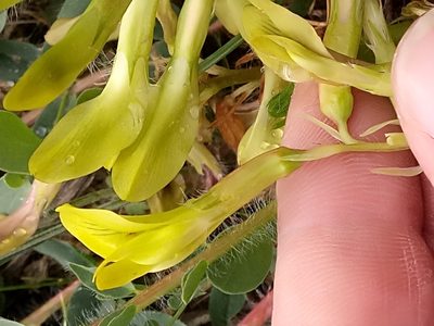 Astragalus boreoafricanus, photographed by Karim Haddad