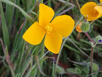 Eschscholzia lobbii, photographed by Steve Woodward