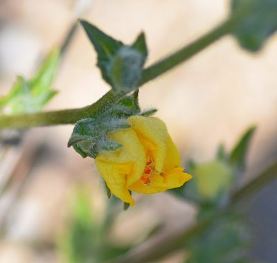 Verbascum pinnatifidum, photographed by Kostas Zontanos
