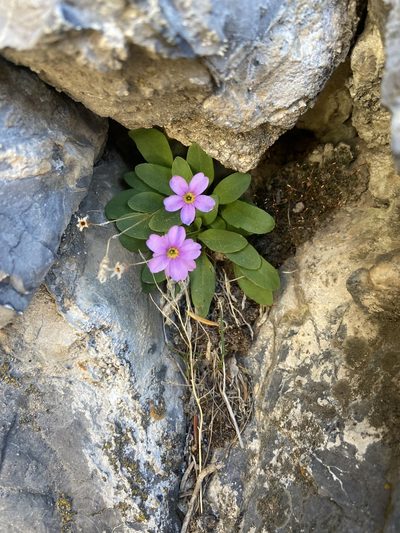 Primula maguirei, photographed by Grant Chovil