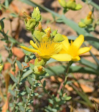 Hypericum olympicum, photographed by Kostas Zontanos