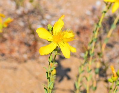 Hypericum olympicum, photographed by Kostas Zontanos