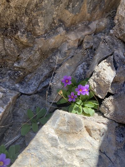 Primula maguirei, photographed by Grant Chovil