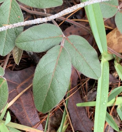 Galactia mollis, photographed by natalie