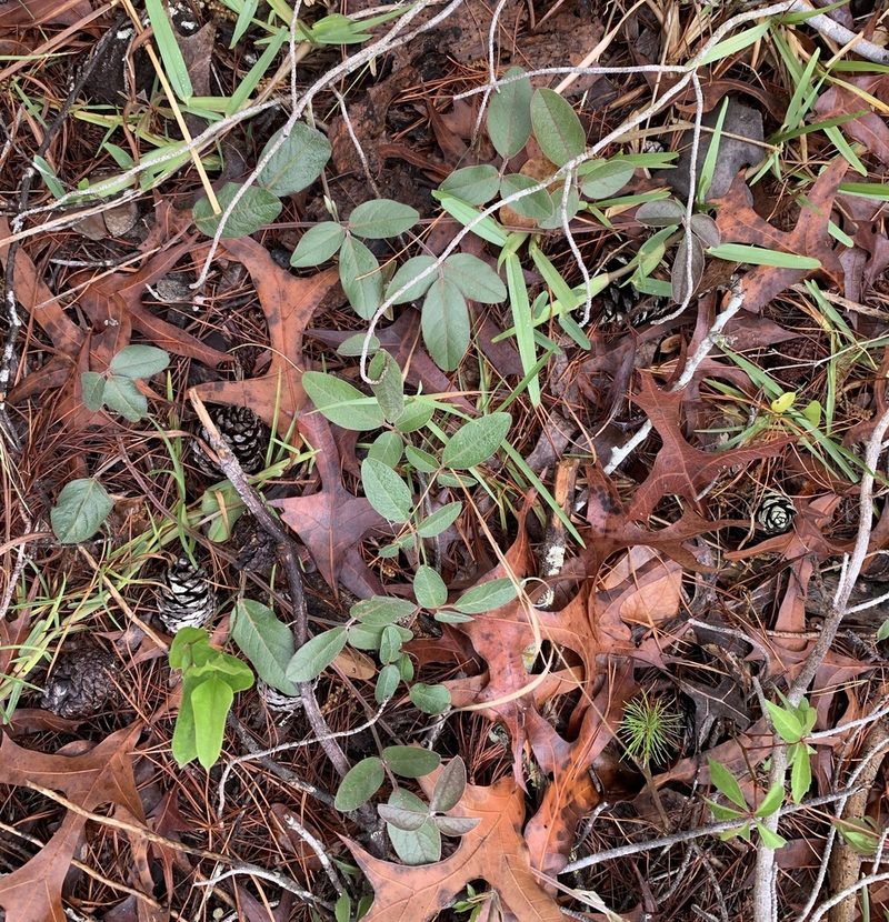 Galactia mollis, photographed by natalie