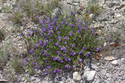 Scutellaria wrightii, photographed by Michelle W. （鍾偉瑋）