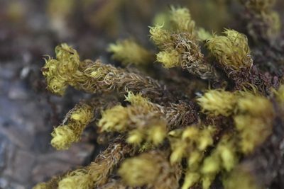 Bryomyces phyllanthus, photographed by Braden J. Judson
