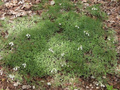 Cardamine dissecta, photographed by Roseanna Denton