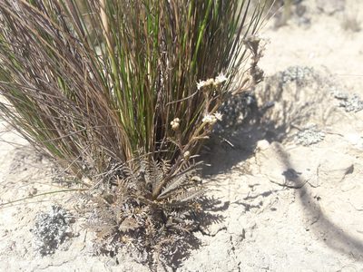 Lepidium sisymbrioides, photographed by n_armstrong