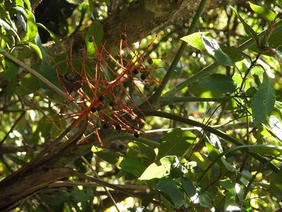 Chamaedorea glaucifolia, photographed by Neptalí Ramírez Marcial