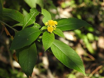 Verbesina hypargyrea, photographed by Neptalí Ramírez Marcial
