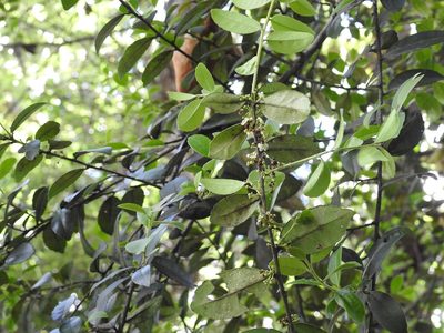 Ilex discolor, photographed by Neptalí Ramírez Marcial