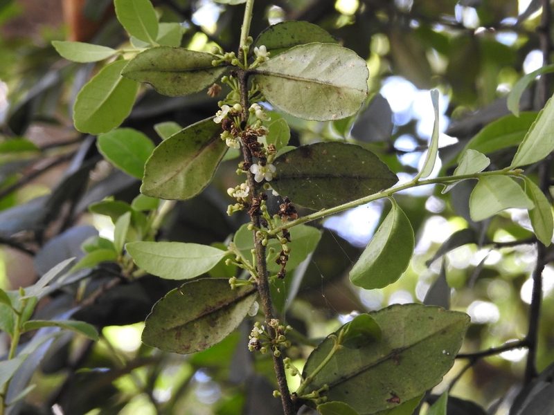 Ilex discolor, photographed by Neptalí Ramírez Marcial