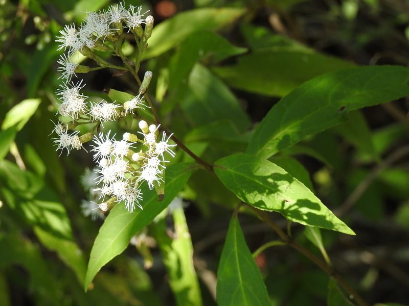 Chromolaena quercetorum, photographed by Neptalí Ramírez Marcial