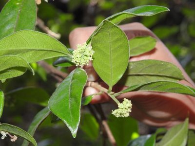 Daphnopsis malacophylla, photographed by Neptalí Ramírez Marcial