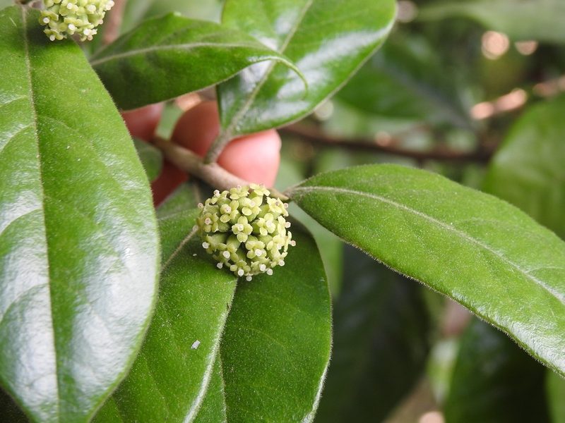 Daphnopsis malacophylla, photographed by Neptalí Ramírez Marcial