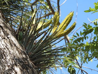 Tillandsia flavobracteata, photographed by Neptalí Ramírez Marcial