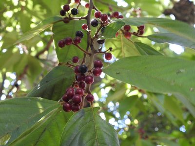 Frangula capreifolia, photographed by Neptalí Ramírez Marcial