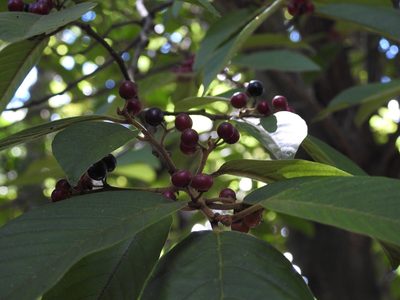 Frangula capreifolia, photographed by Neptalí Ramírez Marcial
