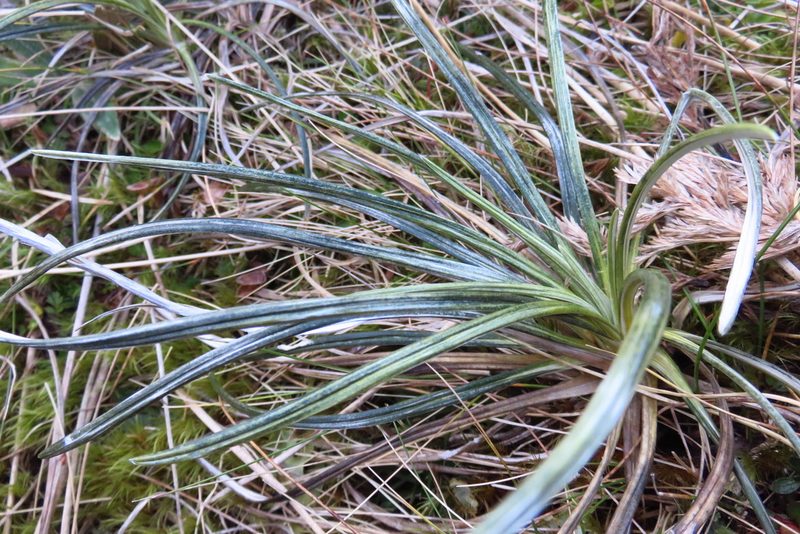Celmisia vespertina, photographed by n_armstrong