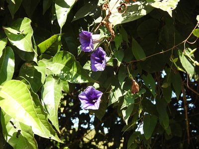 Ipomoea lindenii, photographed by Neptalí Ramírez Marcial