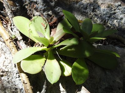 Echeveria prunina, photographed by Neptalí Ramírez Marcial