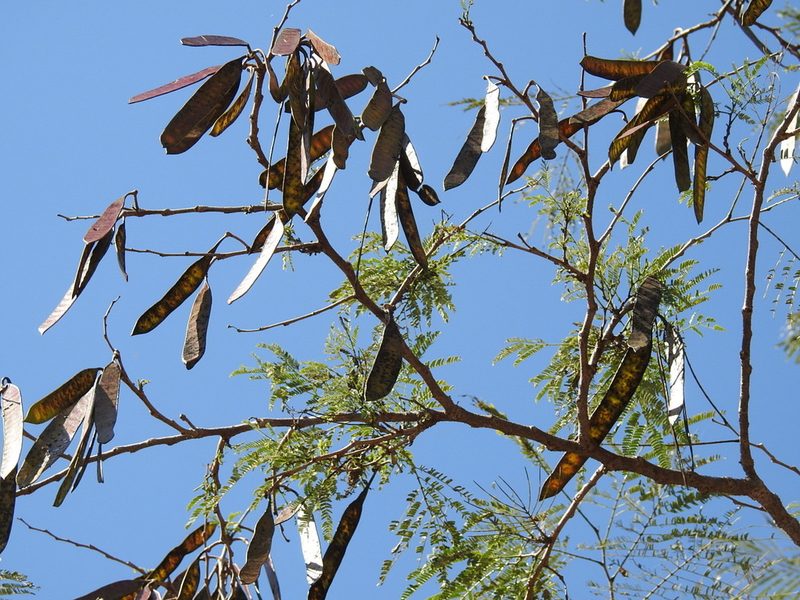 Leucaena cuspidata, photographed by Neptalí Ramírez Marcial