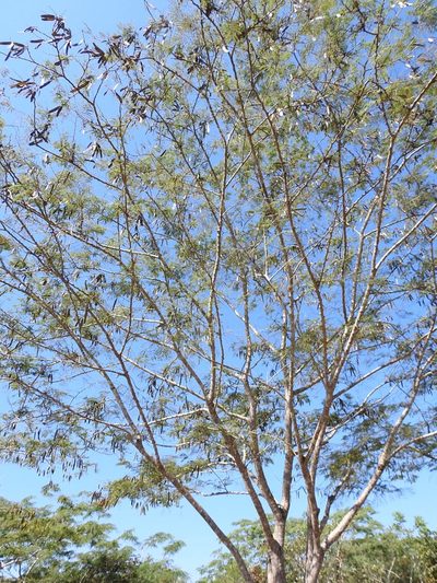 Leucaena cuspidata, photographed by Neptalí Ramírez Marcial