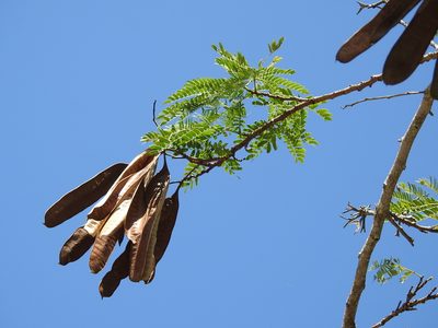 Leucaena cuspidata, photographed by Neptalí Ramírez Marcial