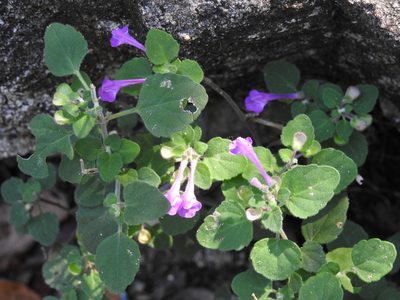 Scutellaria seleriana, photographed by Neptalí Ramírez Marcial