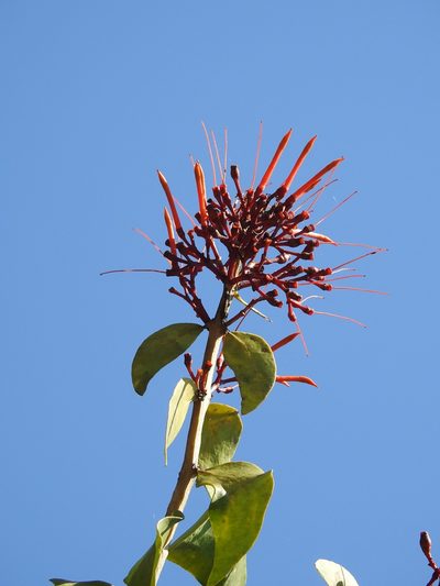 Psittacanthus rhynchanthus, photographed by Neptalí Ramírez Marcial