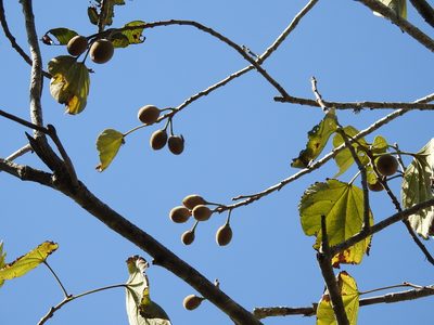 Hampea nutricia, photographed by Neptalí Ramírez Marcial