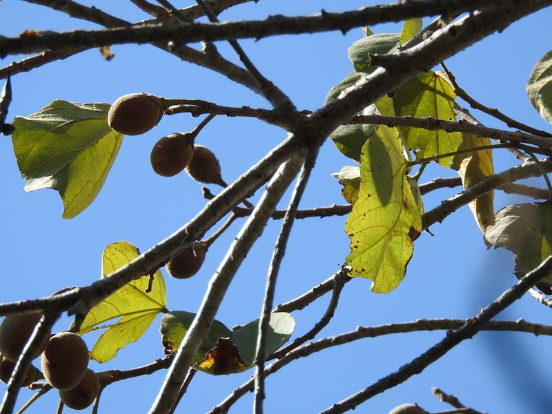 Hampea nutricia, photographed by Neptalí Ramírez Marcial