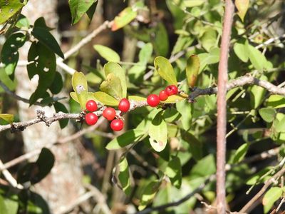 Ximenia parviflora, photographed by Neptalí Ramírez Marcial