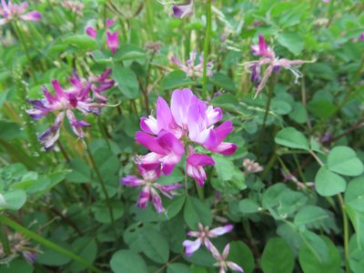 Astragalus sinicus, photographed by Marco Mussita