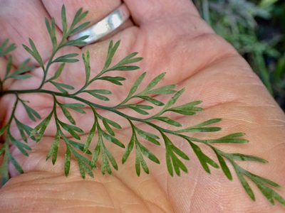 Asplenium richardii, photographed by Mike Bowie