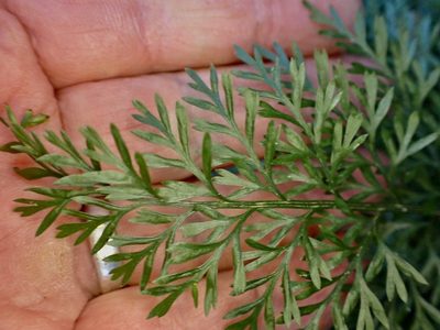 Asplenium richardii, photographed by Mike Bowie