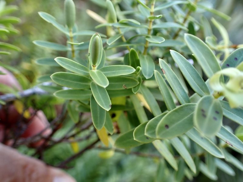 Veronica glaucophylla, photographed by Mike Bowie