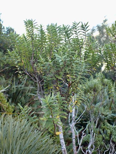 Veronica glaucophylla, photographed by Mike Bowie