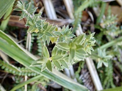 Pimelea pseudolyallii, photographed by Mike Bowie