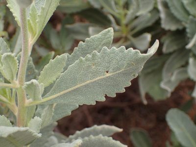 Eriodictyon traskiae, photographed by George Williams